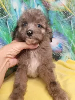 Mini blue eyes Boy Ready, a male Miniature Aussiedoodle for sale in Spraggs, PA – 5 of 10