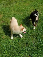 Butterscotch , a male Shiba Inu for sale in Spraggs, PA – 5 of 6