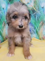 Blueboy Ready now !, a male Miniature Aussiedoodle for sale in Spraggs, PA – 7 of 9