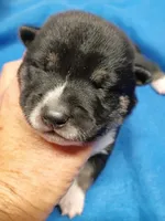 Three weeks old boy, a male Shiba Inu for sale in Spraggs, PA – 6 of 9