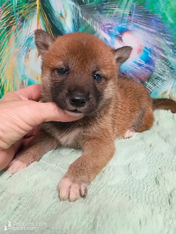 Lady Red – Shiba Inu puppy for sale in Spraggs, PA