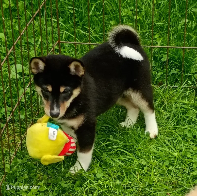 Toy Girl – Shiba Inu puppy for sale in Spraggs, PA