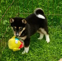 Toy Girl,  super sweet !, a female Shiba Inu for sale in Spraggs, PA – 4 of 9