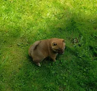 Red Meme, Ready now  !0, a male Shiba Inu for sale in Spraggs, PA – 5 of 9