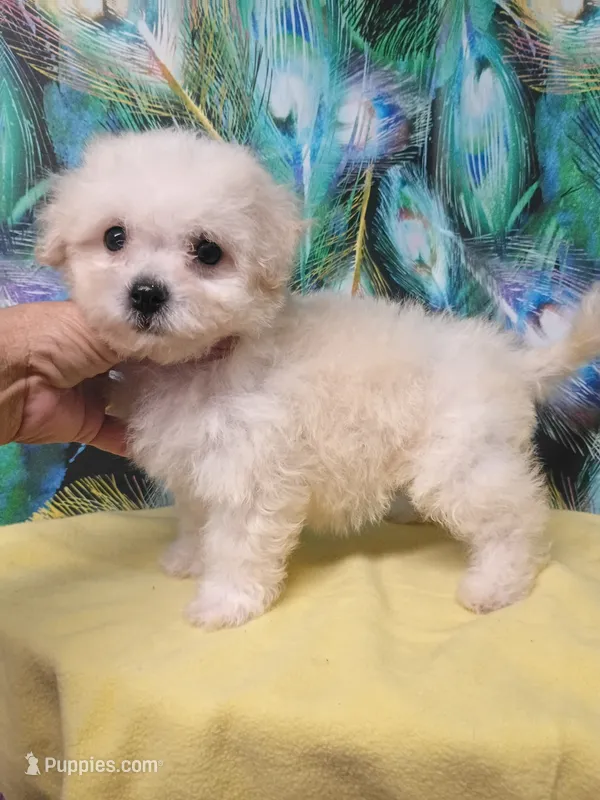 Toy size Bichon girl – Bichon Frise puppy for sale in Spraggs, PA
