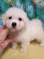 Small Girl Ready, a female Bichon Frise for sale in Spraggs, PA – 5 of 5