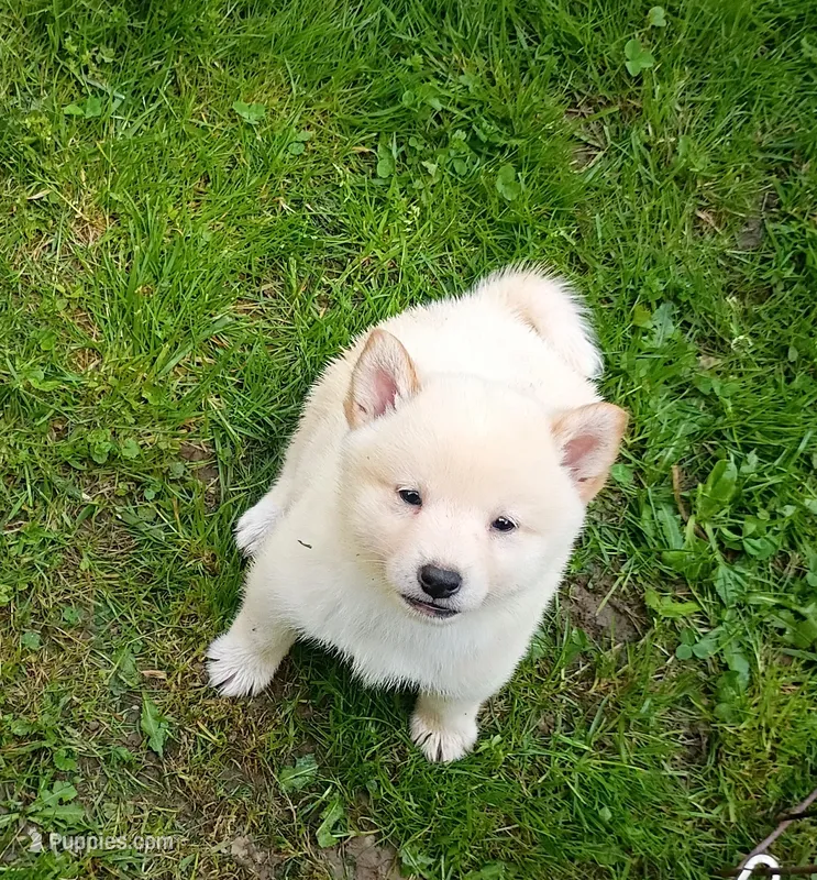 Cream little. Friendly ! – Shiba Inu puppy for sale in Spraggs, PA