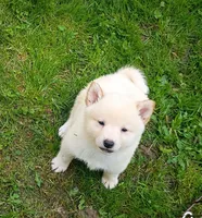 Cream little. Ready now !, a male Shiba Inu for sale in Spraggs, PA – 3 of 9