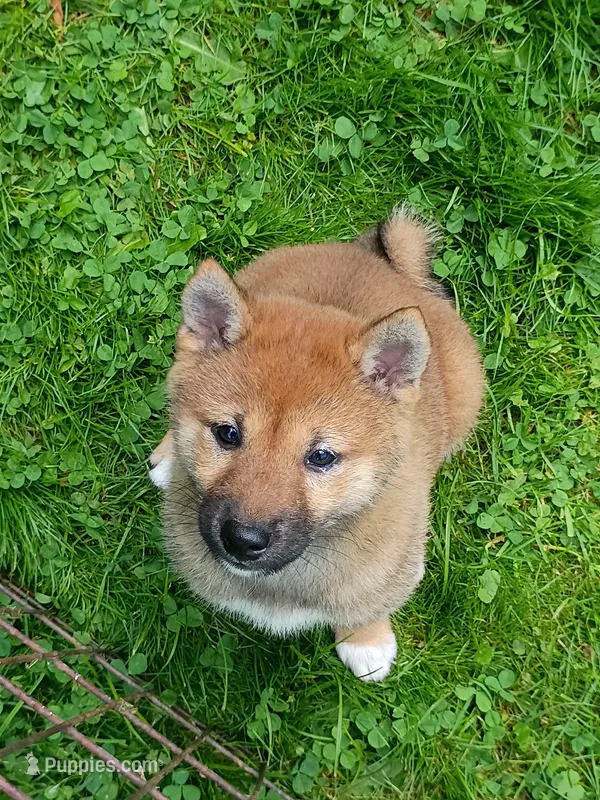 Red Sesame. Ready now ! – Shiba Inu puppy for sale in Spraggs, PA