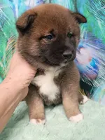 Puppy girl. Coco, a female Shiba Inu for sale in Spraggs, PA – 5 of 6