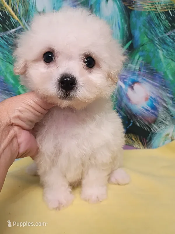 Toy size Bichon girl – Bichon Frise puppy for sale in Spraggs, PA