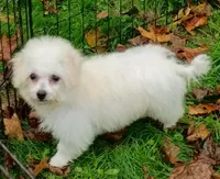 Toy size Bichon girl just 5 lbs on 10/24/26., a female Bichon Frise for sale in Spraggs, PA – 2 of 9