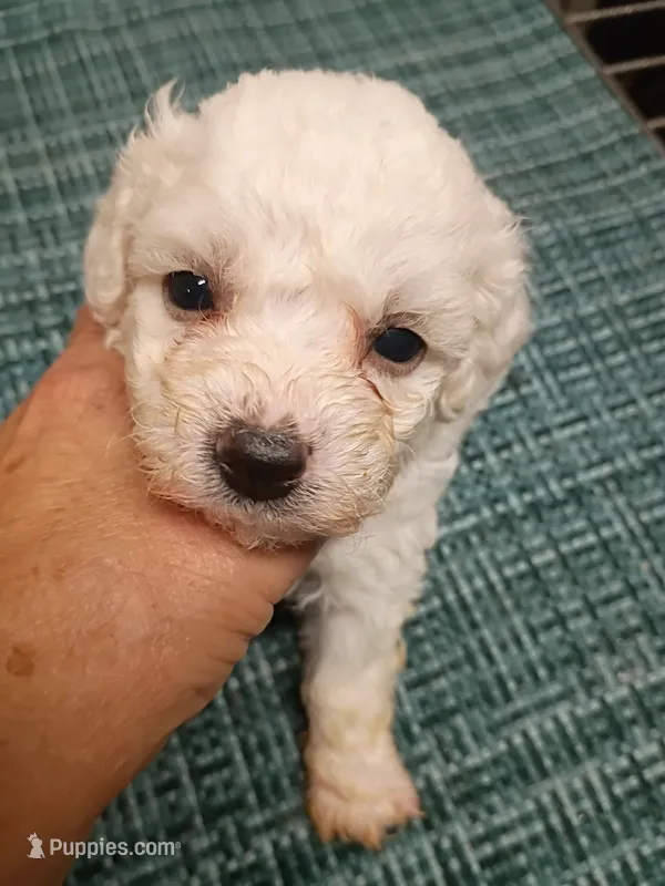 Bichon Girl – Bichon Frise puppy for sale in Spraggs, PA