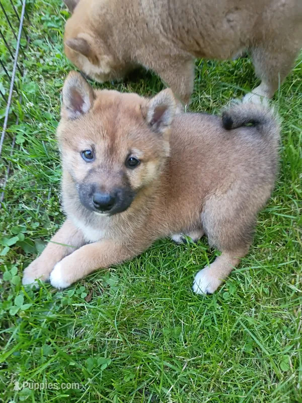 Red Sesame. Ready now ! – Shiba Inu puppy for sale in Spraggs, PA