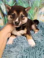 Sesame boy, a male Shiba Inu for sale in Spraggs, PA – 5 of 5