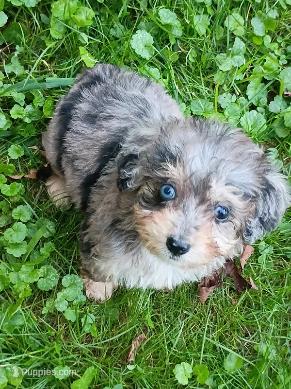  Toy size ! Aussie Doodle girl, Tiny – Miniature Aussiedoodle puppy for sale in Spraggs, PA