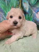 Poochon boy, a male Poochon for sale in Spraggs, PA – 4 of 6