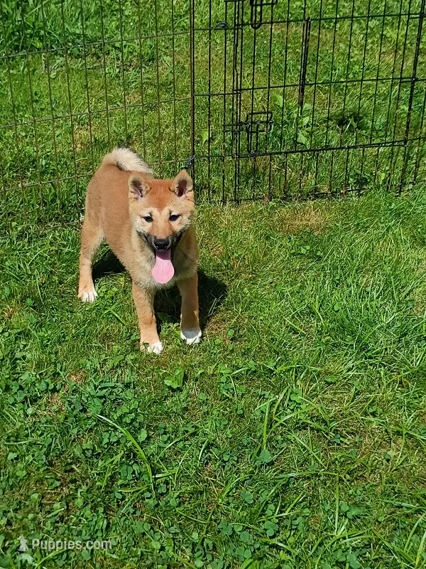 Red Sesame. Ready now ! – Shiba Inu puppy for sale in Spraggs, PA