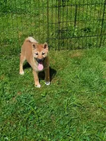 Red Sesame. Ready now !, a male Shiba Inu for sale in Spraggs, PA – 2 of 7