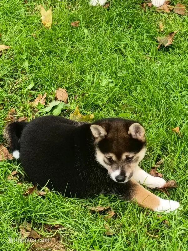 Ready October 20th. – Shiba Inu puppy for sale in Spraggs, PA