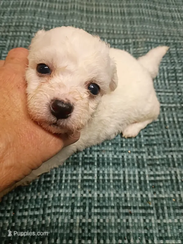 Little Bichon lady  – Bichon Frise puppy for sale in Spraggs, PA