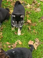 Ready Now girl, a female Shiba Inu for sale in Spraggs, PA – 2 of 7