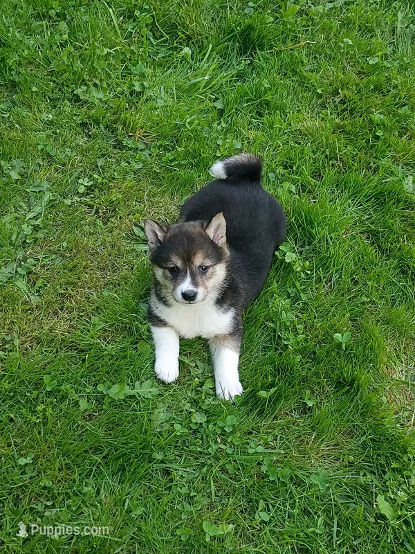 Black sesame small. Sweet ! – Shiba Inu puppy for sale in Spraggs, PA