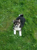 Black sesame, Ready now  !, a female Shiba Inu for sale in Spraggs, PA – 1 of 8