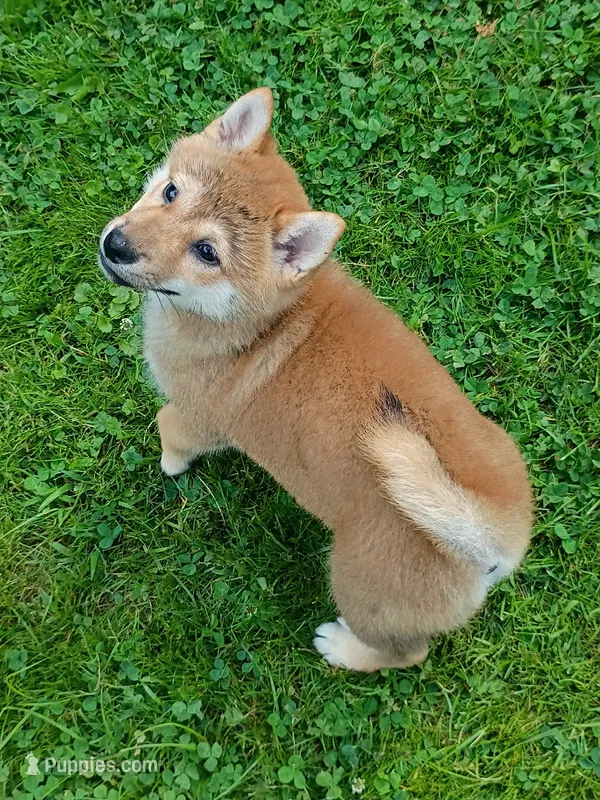 Red Meme, Ready now  ! – Shiba Inu puppy for sale in Spraggs, PA