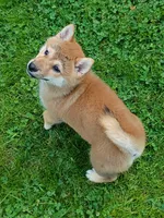 Red Male, Ready now  !, a male Shiba Inu for sale in Spraggs, PA – 1 of 6