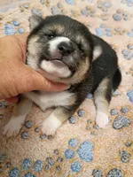 3 weeks old, a female Shiba Inu for sale in Spraggs, PA – 3 of 6
