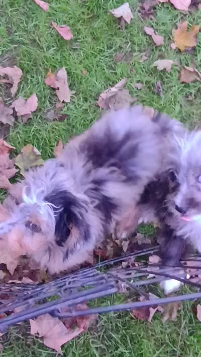 Toy Aussie Doodle girl Ready !, a female Poodle - Toy  and Toy Australian Shepherd for sale in Spraggs, PA – 8 of 9
