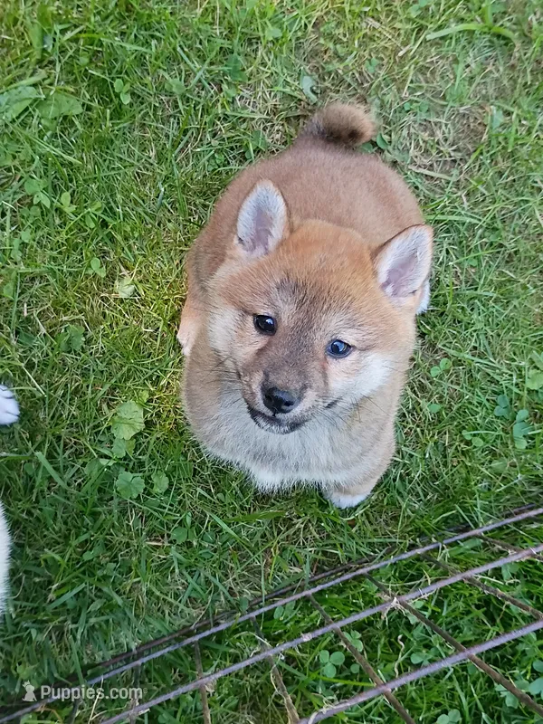 Red Meme, Ready now  !0 – Shiba Inu puppy for sale in Spraggs, PA