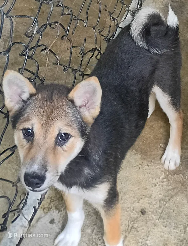 Black sesame  – Shiba Inu puppy for sale in Spraggs, PA