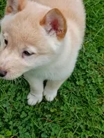Reduced without papers , a male Shiba Inu for sale in Spraggs, PA – 2 of 2