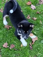 Ready Now boy, a male Shiba Inu for sale in Spraggs, PA – 3 of 6