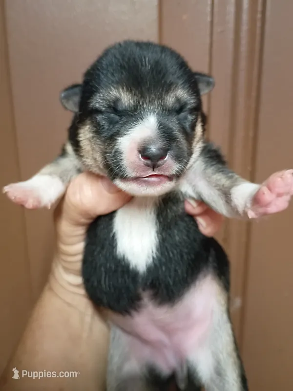 Just Born  – Shiba Inu puppy for sale in Spraggs, PA