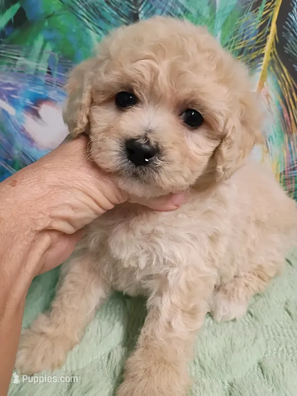 Poo-chon girl – Poochon puppy for sale in Spraggs, PA