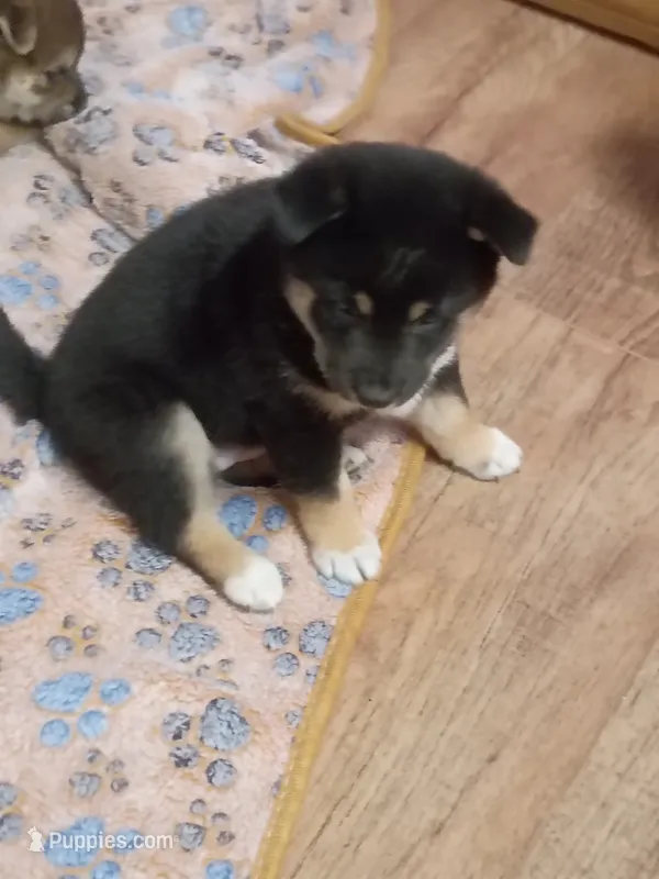 Ready October 20th girl – Shiba Inu puppy for sale in Spraggs, PA