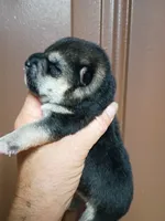 Two weeks old male, a male Shiba Inu for sale in Spraggs, PA – 5 of 9