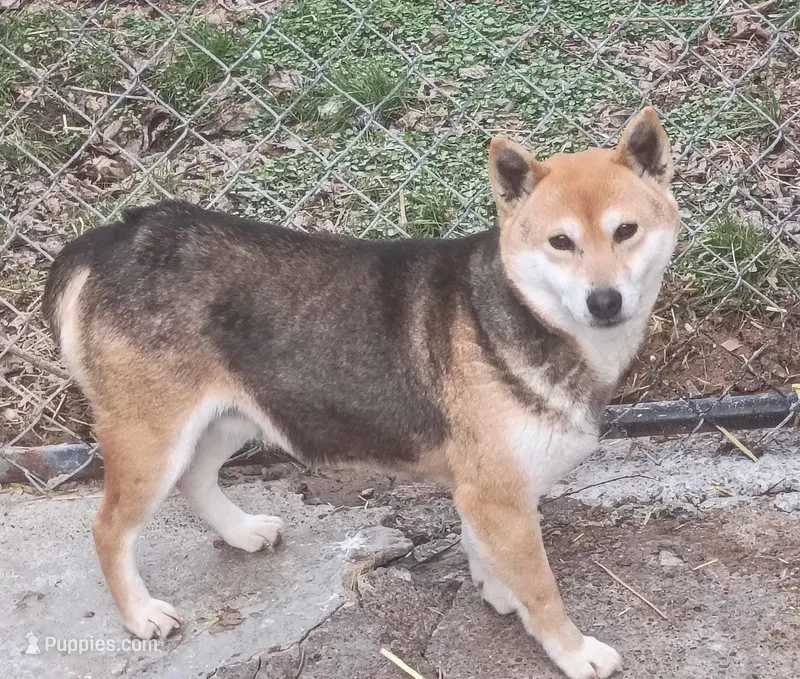 Proven Adult Female due in – Shiba Inu puppy for sale in Spraggs, PA
