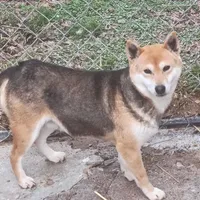 Proven Adult Female due in, a female Shiba Inu for sale in Spraggs, PA – Photo 1 of 4