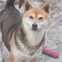 Proven Adult Female due in, a female Shiba Inu for sale in Spraggs, PA – Photo 2 of 4