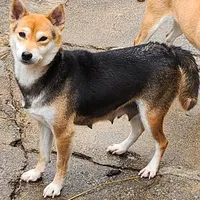 Proven Adult Female due in, a female Shiba Inu for sale in Spraggs, PA – Photo 3 of 4