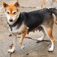 Proven Adult Female due in, a female Shiba Inu for sale in Spraggs, PA – Photo 4 of 4