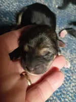 Just Born male, a male Shiba Inu for sale in Spraggs, PA – 1 of 3