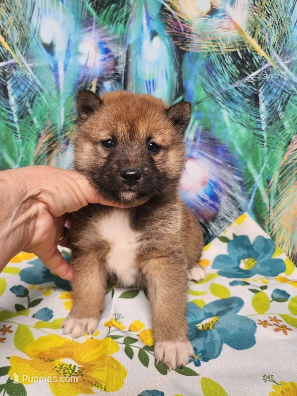Red Sesame little Boy – Shiba Inu puppy for sale in Spraggs, PA