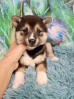 Sesame boy, a male Shiba Inu for sale in Spraggs, PA – 2 of 5
