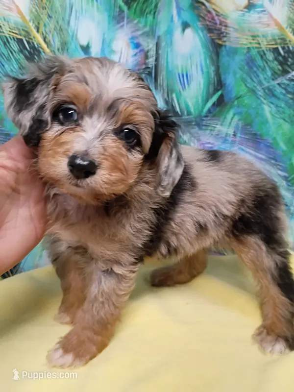 Toy boy – Miniature Aussiedoodle puppy for sale in Spraggs, PA