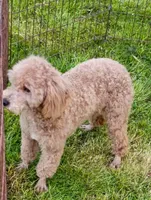 Small Mini parents tested , a male Poodle - Miniature  for sale in Spraggs, PA – Photo 4 of 6